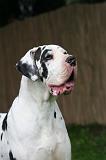 DOGUE ALLEMAND 789